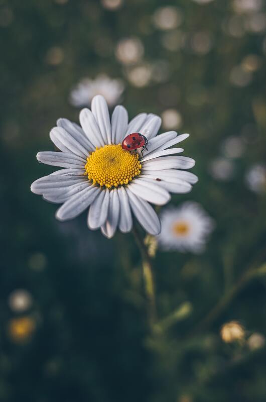 Little red ladybird on a daisy